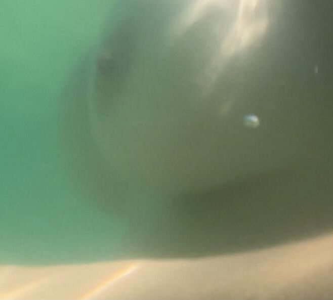 My topless wife underwater 